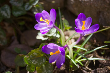 Crocus flowers growing from dry leaves foliage spring close up photo. Reborn concept. Outdoor...