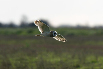 Hibou des marais, Hibou brachyote, Asio flammeus, Short eared Owl, region Pays de Loire; marais Breton; 85, Vendée, Loire Atlantique, France