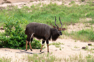 Guib harnaché, Tragelaphus scriptus, Parc national Kruger, Afrique du Sud