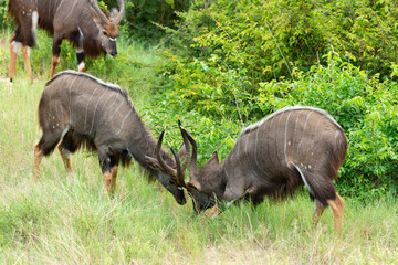 Guib harnaché, Tragelaphus scriptus, Parc national Kruger, Afrique du Sud