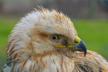 Long-legged Buzzard (Buteo rufinus) is a bird of prey, common in Asia, Europe, and Africa.