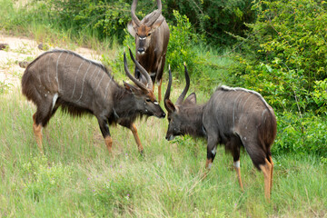 Guib harnaché, Tragelaphus scriptus, Parc national Kruger, Afrique du Sud