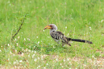 Calao leucomèle,.Tockus leucomelas, Southern Yellow billed Hornbill, Parc national Kruger, Afrique du Sud