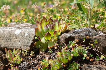 aeonium, muret en pierre sèche, Parc naturel régional des Grands Causses, 12, Aveyron, France