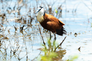 Jacana à poitrine dorée,.Actophilornis africanus, African Jacana, Parc national Kruger, Afrique du Sud