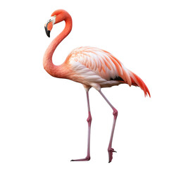 Flamingo standing isolated on a transparent or white background