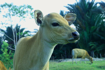 closeup of beautiful little calf in green grass.