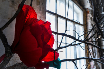 red rose in the wind