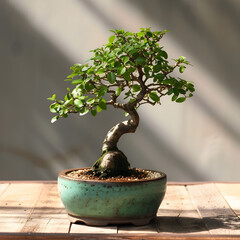 Beautiful bonsai tree in pot on wooden table indoors.