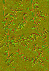 Fungus Trichophyton tonsurans, 3D illustration