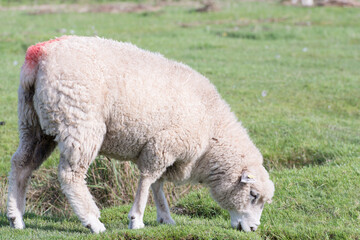 Schafe grasen auf einem Deich an der Elbe
