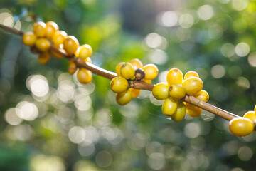 yellow coffee beans on the branch in the coffee plantation in the valley, coffee planting project...