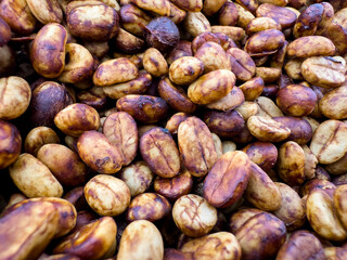  honey coffee bean natural sun dry process. close up shot full frame macro lens.
