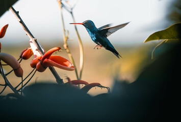 hummingbird and flower