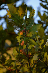 gale on oak leaves. abnormal growth made by parasitic insects on Quercus robur