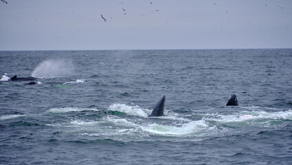 Fototapeta premium Humpback Whales feeding on Capelin on St. Vincent Beach in Newfoundland