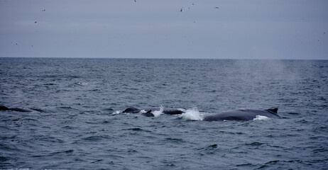 Humpback Whales feeding on Capelin on St. Vincent Beach in Newfoundland