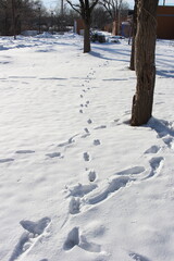 footprints on white snow in the forest in winter