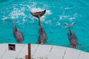 spectacle de dauphins, Marlneland, Antibes, France, 2023 