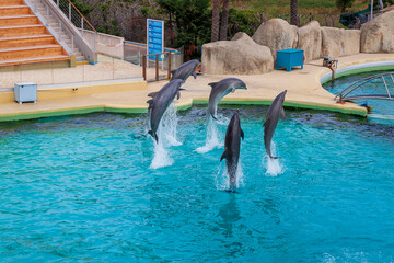 spectacle de dauphins, Marlneland, Antibes, France, 2023 