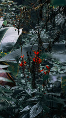 Santa Elena Cloud Forest, Monteverde, Costa Rica