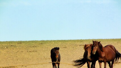 Southern Mongolia