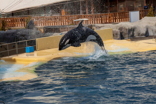 orque, spectacle en captivit&eacute;, acrobaties, Marineland, Antibes, France, 2023