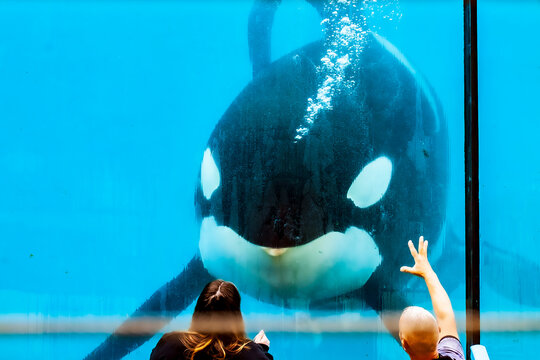 orque, spectacle en captivit&eacute;, acrobaties, Marineland, Antibes, France, 2023