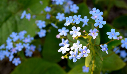 Spring blue forget-me-not flowers. Closeup of Myosotis sylvatica little blue flowers on a blurred...
