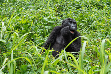 Portrait eines Gorillas bei der Nahrungsaufnahme