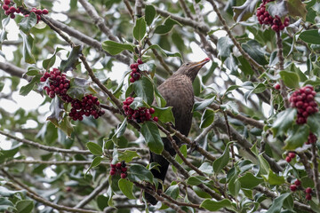 female blackbird turdu merula with a red berry in a holly tree