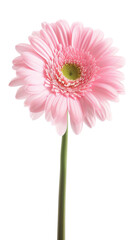 Pink Flower With Green Stem on Isolated on Transparent Background