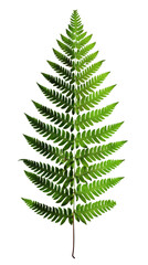 Close-Up of a Green Fern Leaf on a Isolated on Transparent Background