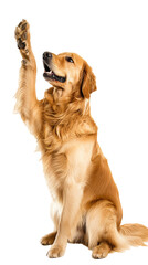 Golden Retriever Dog Raising Paw in the Air