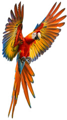 Colorful Parrot Flying With Wings Spread in the Air