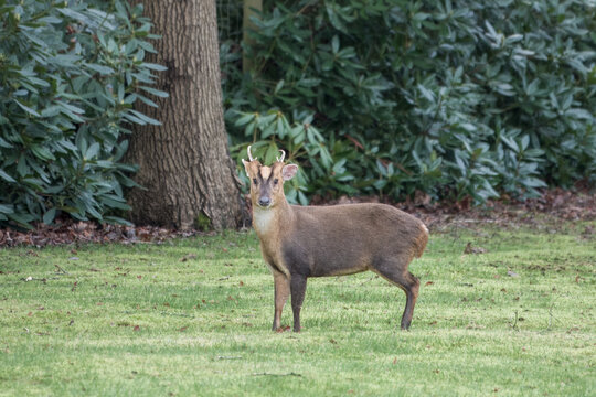 small male reeve's muntjac deer introduced from China in the early 20th century