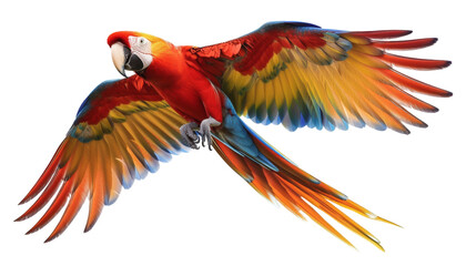Obraz premium Colorful Parrot Flying Through the Air