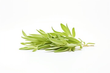 stevia leaves on a white background