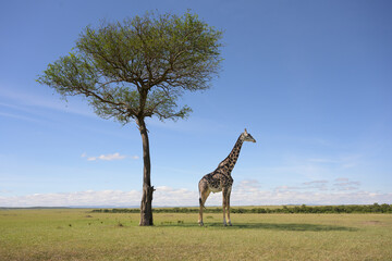 Giraffe looking away from tree in wide landscape with green grass