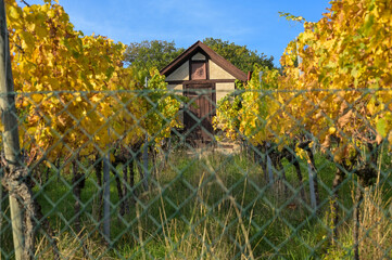 Vineyard in the fall - vineyard hut and vines with yellow, brown and green leaves in the evening sun.