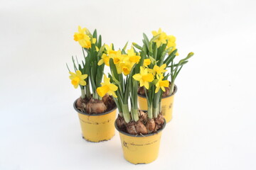 There are two bright yellow pots brimming with beautiful yellow flowers, creating a vibrant and cheerful display.