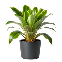 House plant in black pot isolated on white background