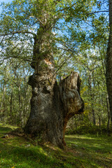 old oak tree