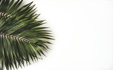 Fototapeta na wymiar palm leaves shrubs corner and sides on white background