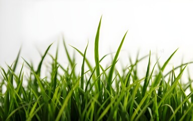 Obraz premium green grass on white background