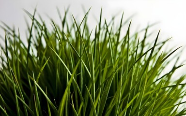 Fototapeta premium green grass on white background