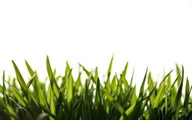 Fototapeta premium green grass on white background