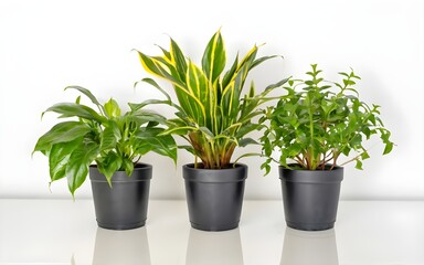 Fototapeta premium House plants in black pot in a row isolated on white background