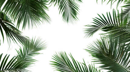 Group of Green Palm Leaves Against a Isolated on Transparent Background