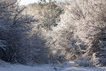 snow-covered tree branches in the winter forest